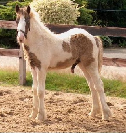 hříbě