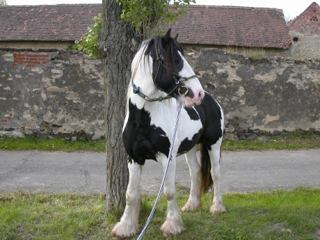 irský tinker